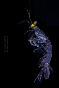 Juvenile Mantis Shrimp - Blackwater by Wayne Jones 